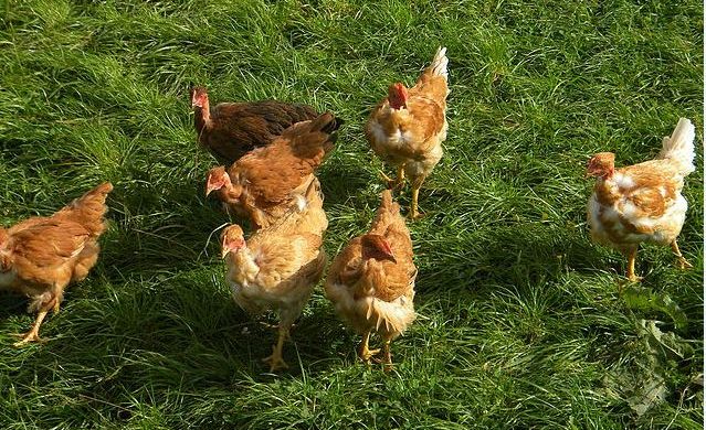 poules de l'élevage de Ruols - Nicolas Vacquier